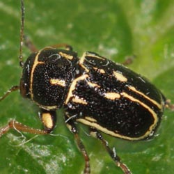 Pachybrachis fimbriolatus Pachybrachis fimbriolatus